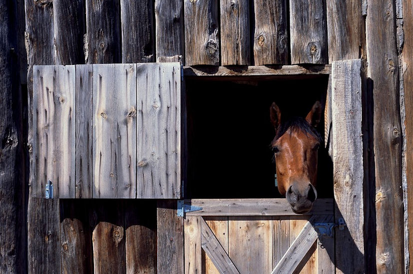 konj štala stajnjak