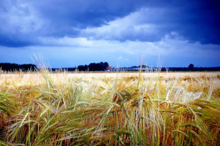 pšenica oblačno pljusak kiša