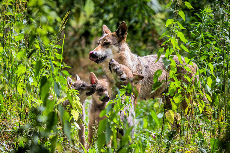 zoo vučica mladunci