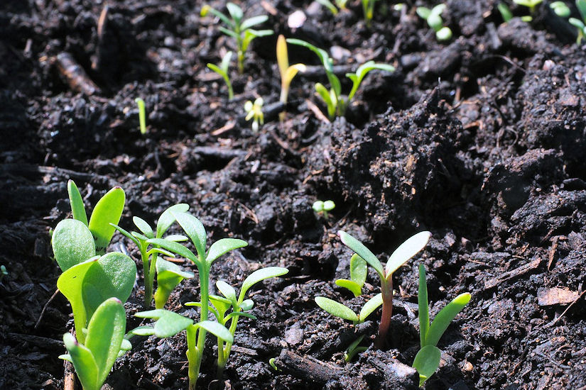 cvijeće klijanje sjeme zemlja pixabay